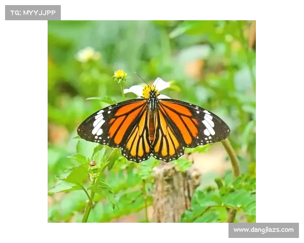 如何在蝴蝶平原实现生态保护与可持续发展的有效路径探索