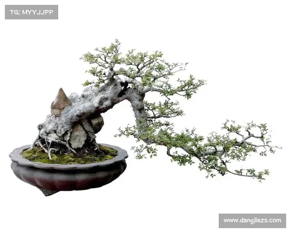 仙剑奇侠传四全方位通关秘籍与隐藏剧情破解技巧全面汇总指南 仙剑奇侠传四全方位通关秘籍与隐藏剧情破解技巧全面汇总指南